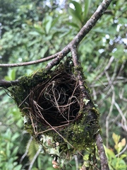 Vireo griseus