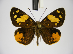 Apallaga fulgens montanus