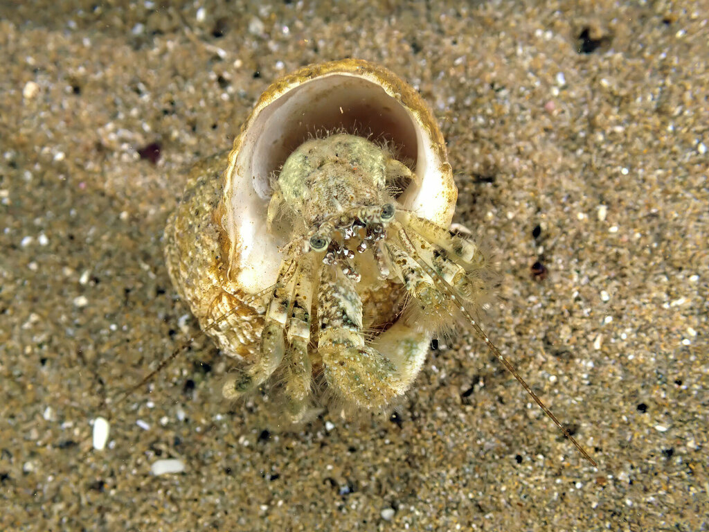 Pagurus minutus