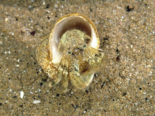 Pagurus minutus