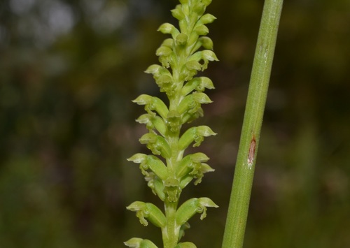 Microtis media R.Br.