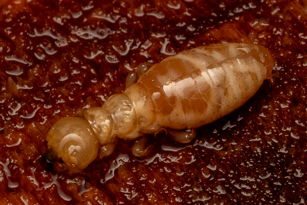 Zootermopsis Neotonic Zootermopsis in October 2024 by Alan Yoshioka · iNaturalist