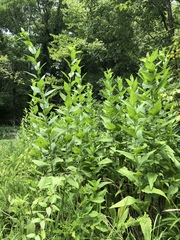Rudbeckia auriculata