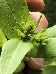 Rudbeckia auriculata