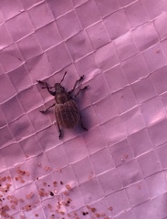 Philopedon plagiatum