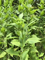 Rudbeckia auriculata
