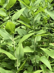 Rudbeckia auriculata