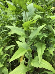 Rudbeckia auriculata