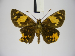 Apallaga fulgens montanus