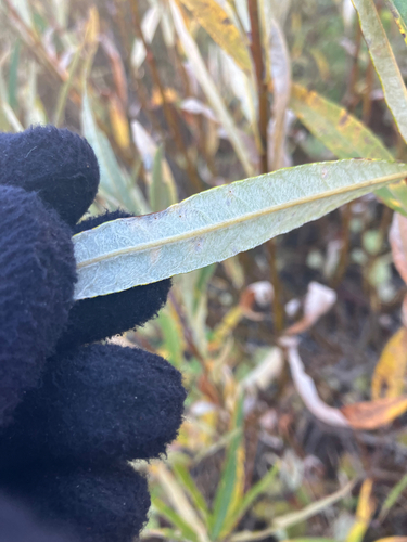 Image of Salix pellita by no rights reserved