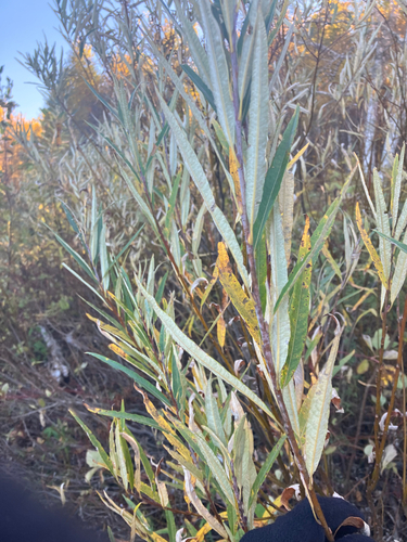 Image of Salix pellita by no rights reserved