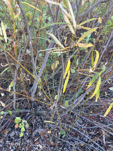 Image of Salix pellita by no rights reserved
