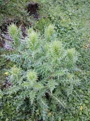 Cirsium obvallatum