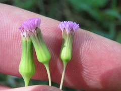 Emilia sonchifolia image