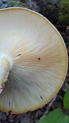 Triplax thoracica