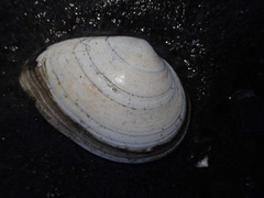 Macoma
