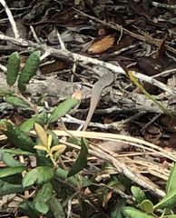Sceloporus woodi