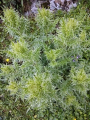 Cirsium obvallatum