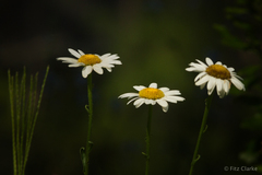 Leucanthemum × superbum