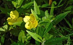 Oenothera pilosella