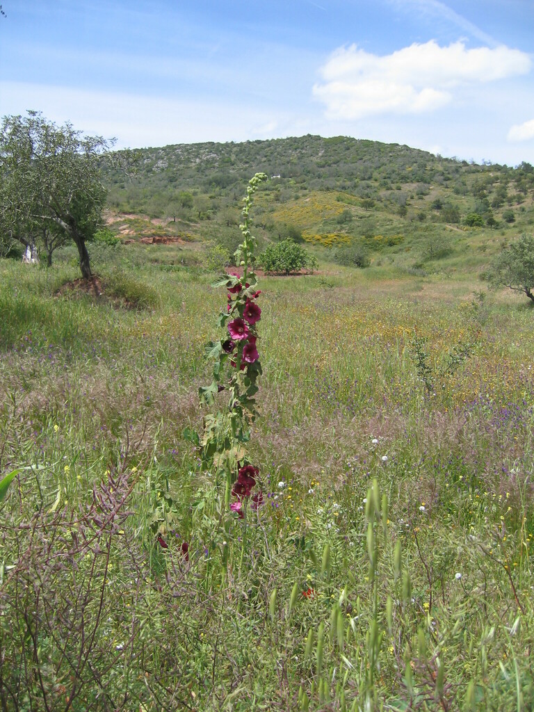 Alcea rosea, 8100 Loulé, Portugal
