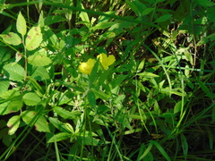 Oenothera pilosella