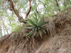 Agave xylonacantha
