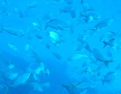 Cephalopholis colonus