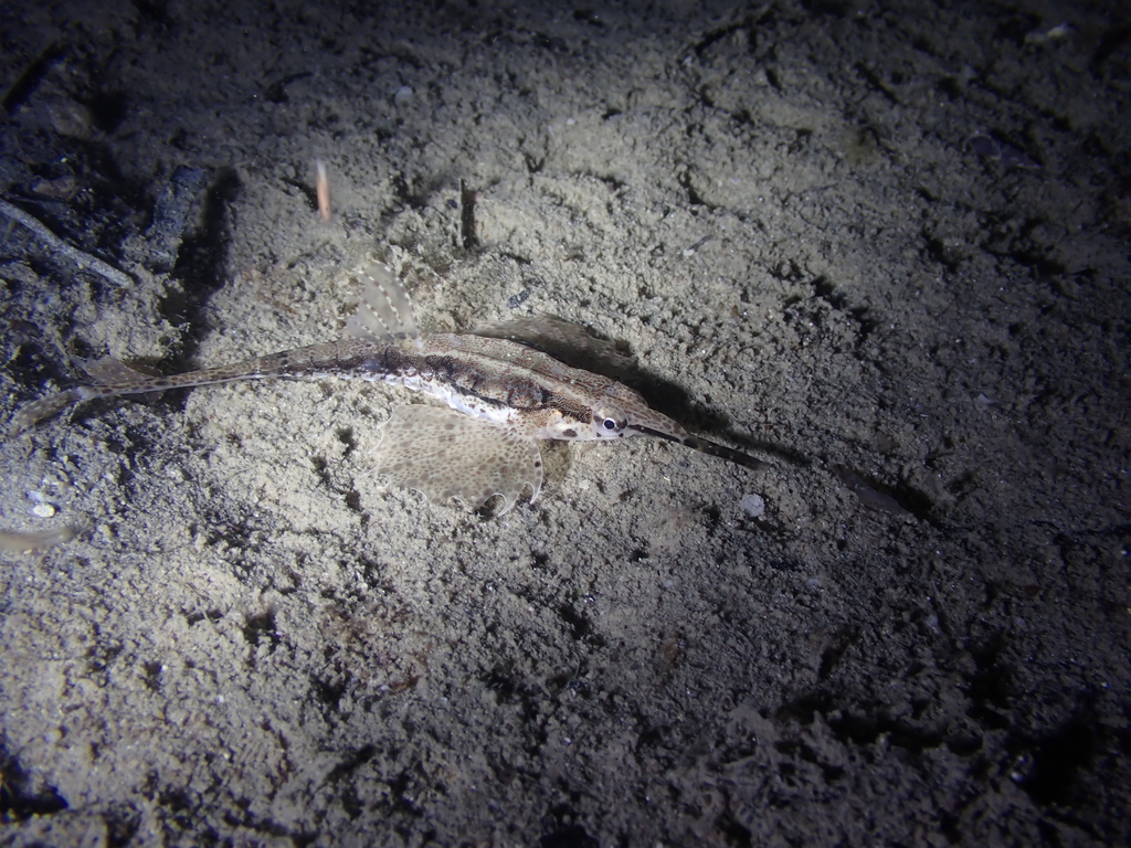 Longtail seamouth