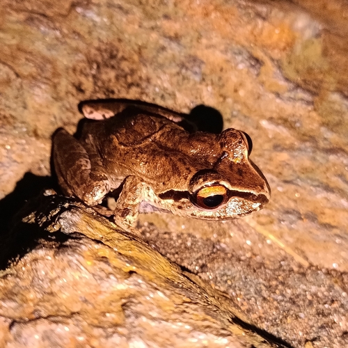 Serranobatrachus ruthveni