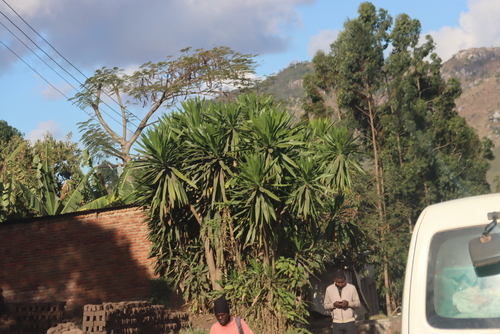 Dracaena steudneri, photograph 2
