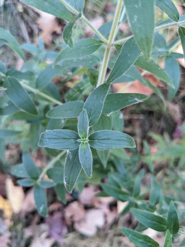 Image of Pycnanthemum verticillatum by (c) nathanstrem, some rights reserved (CC BY)