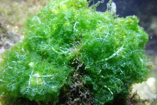 Boodlea composita observed 2024-10-19