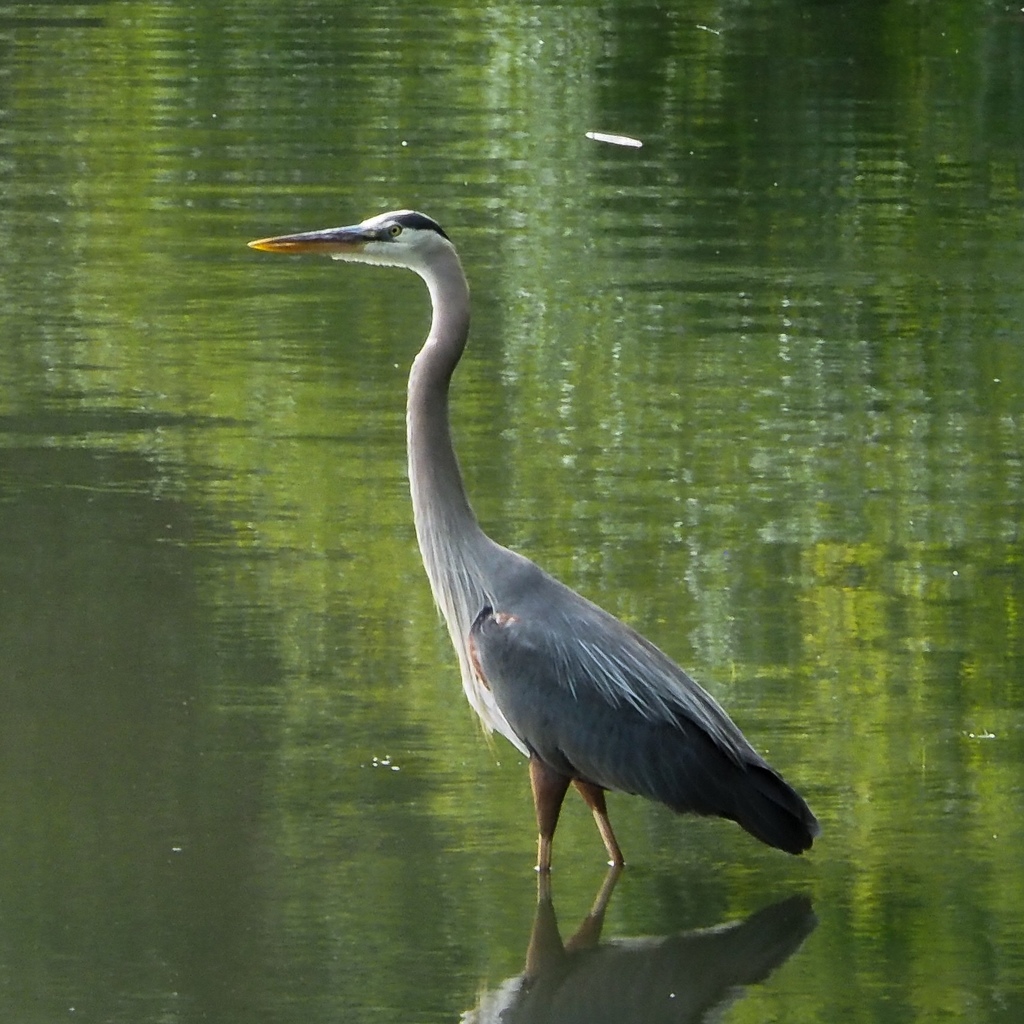 Great Blue Heron From Mystic River Somerville Ma Us On July 8 2019