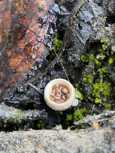 Owingsia PNW01 graham.jpg