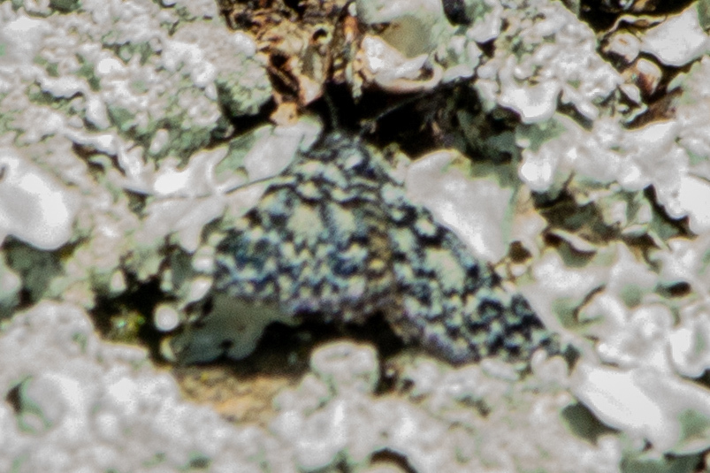 Looper Light Rocks Blue & Orange Rock Looper from Conroys Gully, New Zealand on October 16 ...