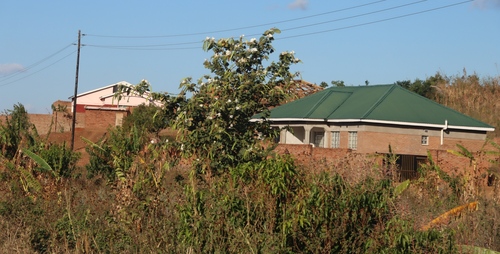 Bauhinia variegata