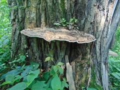 Ganoderma megaloma
