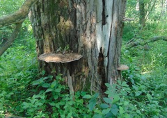 Ganoderma megaloma