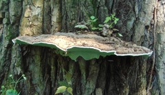 Ganoderma megaloma