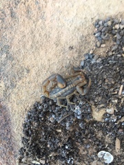 Uroplectes marlothi