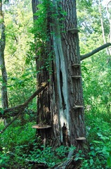 Ganoderma megaloma