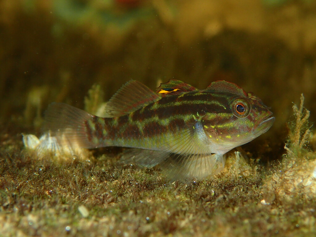 Crested Goby
