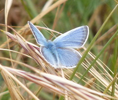 Icaricia icarioides parapheres