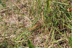 Crocothemis erythraea