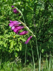 Gladiolus imbricatus