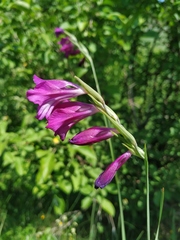 Gladiolus imbricatus