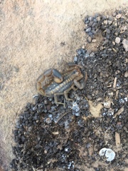 Uroplectes marlothi