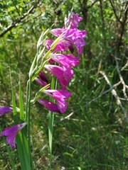 Gladiolus imbricatus