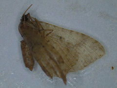 Smerinthinae